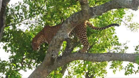 Leopard,-Panthera-Pardus,-Erwachsenen-stehen-im-Baum,-Masai-Mara-Park-in-Kenia,-Real-Time-4K