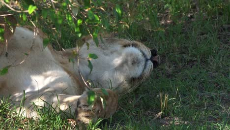 León-africano,-panthera-leo,-mujer-durmiendo,-Parque-Masai-Mara-en-Kenia,-en-tiempo-Real-4K