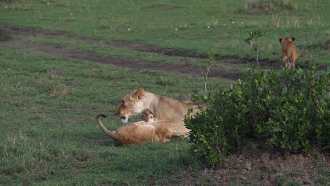 African-Lion,-Panthera-Leo,-Mutter-und-Cub-spielen,-Masai-Mara-Park-in-Kenia,-Real-Time-4K