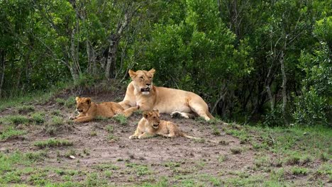 African-Lion,-panthera-leo,-Mother-and-Cub,-Masai-Mara-Park-in-Kenya,-Real-Time-4K