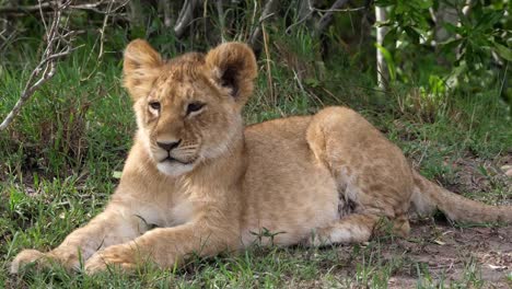 León-africano,-panthera-leo,-cub-establecen-mirando-a-su-alrededor,-Parque-Masai-Mara-en-Kenia,-en-tiempo-Real-4K