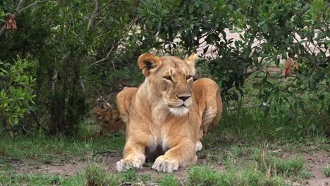 African-Lion,-Panthera-Leo,-Mutter-und-Cub,-Masai-Mara-Park-in-Kenia,-Real-Time-4K