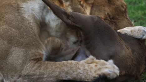 African-Lion,-panthera-leo,-Females-eating-a-Kill,-a-Wildebest,-Masai-Mara-Park-in-Kenya,-Real-Time-4K