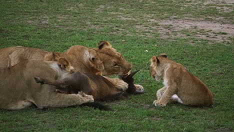 African-Lion,-panthera-leo,-Females-and-Cub-with-a-Kill,-a-Wildebest,-Masai-Mara-Park-in-Kenya,-Real-Time-4K