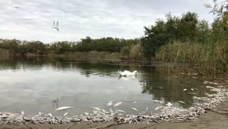 Swan-And-Dead-Poisoned-Fish-In-river
