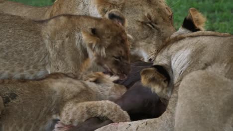 León-africano,-panthera-leo,-grupo-con-un-parque-muerte,-ñus,-Masai-Mara,-en-Kenia,-en-tiempo-Real-4K