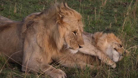 León-africano,-panthera-leo,-jóvenes-varones,-Parque-Masai-Mara-en-Kenia,-en-tiempo-Real-4K