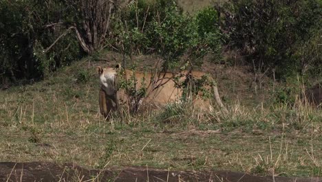 African-Lion,-Panthera-Leo,-Mutter-mit-Jungtier-im-Maul,-Masai-Mara-Park-in-Kenia,-Real-Time-4K
