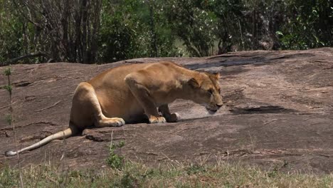 African-Lion,-panthera-leo,-Mother-drinking-Water-on-Rocks,-Masai-Mara-Park-in-Kenya,-Real-Time-4K