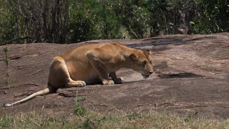 León-africano,-panthera-leo,-madre-agua-potable-en-las-rocas,-Parque-Masai-Mara-en-Kenia,-en-tiempo-Real-4K