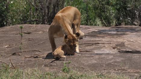 León-africano,-panthera-leo,-madre-llevar-cachorro-en-la-boca,-Parque-Masai-Mara-en-Kenia,-en-tiempo-Real-4K