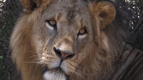 African-Lion,-panthera-leo,-Portrait-of-Male,-Masai-Mara-Park-in-Kenya,-Real-Time-4K