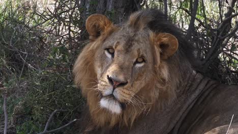 León-africano,-panthera-leo,-retrato-de-hombre,-Parque-Masai-Mara-en-Kenia,-en-tiempo-Real-4K