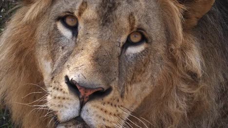 León-africano,-panthera-leo,-retrato-de-hombre,-Parque-Masai-Mara-en-Kenia,-en-tiempo-Real-4K