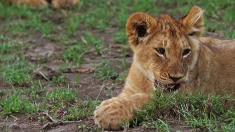 African-Lion,-Panthera-Leo,-Cub-leckt-seine-Pfoten,-Masai-Mara-Park-in-Kenia,-Real-Time-4K