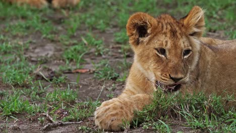 León-africano,-panthera-leo,-cachorro-lamiendo-sus-patas,-Parque-Masai-Mara-en-Kenia,-en-tiempo-Real-4K