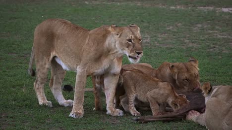 African-Lion,-panthera-leo,-Group-with-a-Kill,-a-Wildebest,-Masai-Mara-Park-in-Kenya,-Real-Time-4K