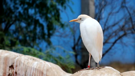 The-Pacific-reef-heron