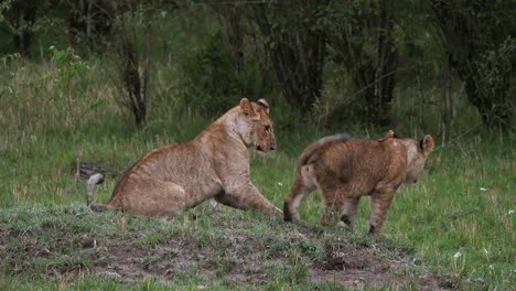 León-africano,-panthera-leo,-cachorros,-jugar,-Parque-Masai-Mara-en-Kenia,-en-tiempo-Real-4K