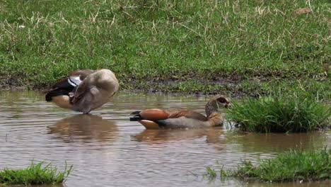 Egyptian-Goose,-alopochen-aegyptiacus,-Pair-standing-in-Water,-real-Time-4K