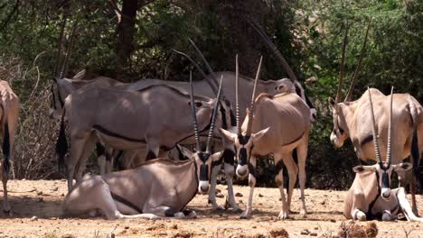 Beisa-Oryx,-oryx-beisa,-grupo-de-adultos,-Parque-de-Samburu-en-Kenya,-en-tiempo-real-4K