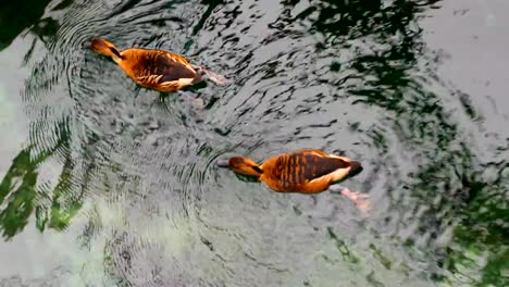 Enten-sind-im-Wasser-schwimmen.