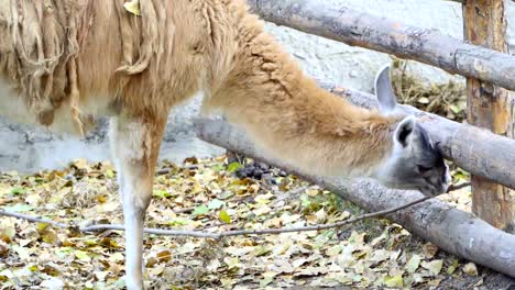 Lama-en-el-corral-tira-una-rama