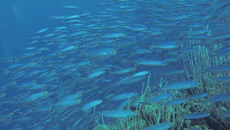 Fish-schooling