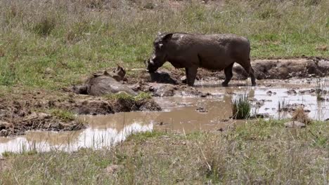 Warthog,-phacochoerus-aethiopicus,-par-tener-baños-de-barro,-Parque-de-Nairobi-en-Kenia,-en-tiempo-real-4K