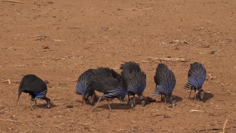 Acryllium-gallinas-de-Guinea,-acryllium-vulturinum,-grupo-en-el-parque-de-Samburu,-Kenya,-en-tiempo-Real-4K