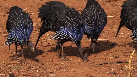 Acryllium-gallinas-de-Guinea,-acryllium-vulturinum,-grupo-en-el-parque-de-Samburu,-Kenya,-en-tiempo-Real-4K