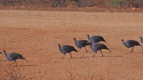 Vulturine-Guineafowl,-acryllium-vulturinum,-Group-at-Samburu-Park,-Kenya,-Real-Time-4K