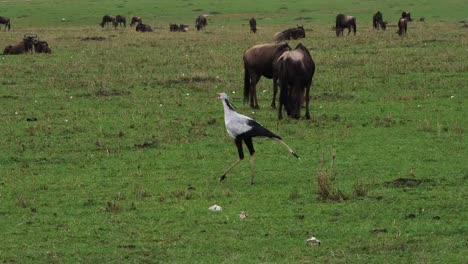 Pájaro-de-la-Secretaria,-serpentarius-del-Sagitario,-Parque-de-Nairobi-en-Kenia,-en-tiempo-Real-4K