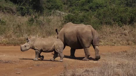 Breitmaulnashorn,-Ceratotherium-Simum,-Mutter-und-Kalb,-Nairobi-Park-in-Kenia,-Real-Time-4K