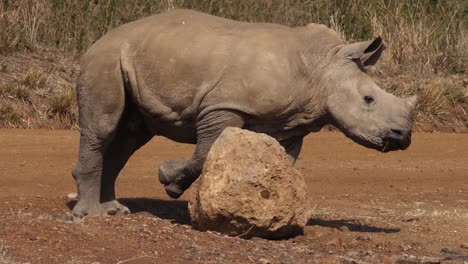 Breitmaulnashorn,-Ceratotherium-Simum,-Kalb-Kratzen-auf-Stein,-Nairobi-Park-in-Kenia,-Real-Time-4K