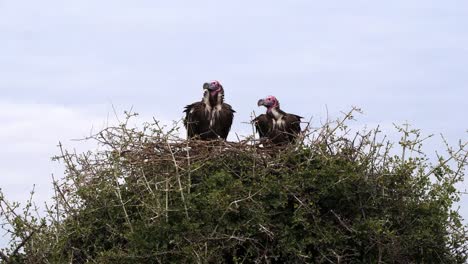 Ohrengeier-konfrontiert-Geier-Torgos-Tracheliotus,-paar-auf-Nest-Masai-Mara-Park-in-Kenia,-Real-Time-4K-stehend