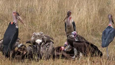 African-White-Backed-Vulture,-gyps-africanus,-Ruppell's-Vulture,-gyps-rueppelli,-Lappet-Faced-Vulture,-torgos-tracheliotus,-Marabou-Stork,-leptoptilos-crumeniferus,-Group-eating-on-Carcass,-Masai-Mara-Park-in-Kenya,-Real-Time-4K