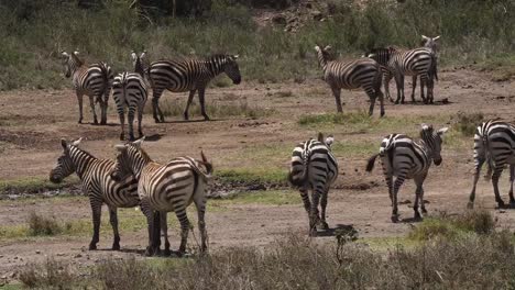 Cebra-de-Grant,-boehmi-de-burchelli-de-equus,-la-manada-en-el-parque-de-Nairobi-en-Kenia,-en-tiempo-Real-4K