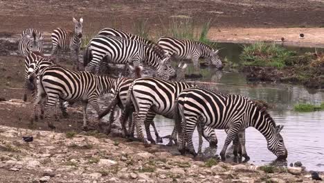 Cebra-de-Grant,-boehmi-de-burchelli-de-equus,-grupo-en-el-pozo-de-agua,-Parque-de-Nairobi-en-Kenia,-en-tiempo-Real-4K