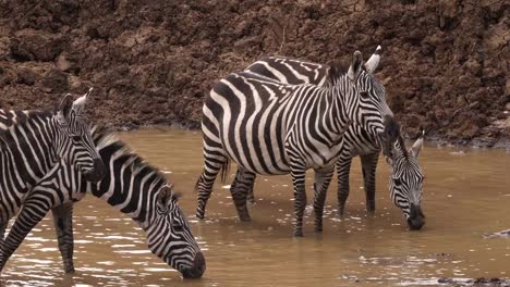 Grant's-Zebra,-equus-burchelli-boehmi,-Herd-at-waterhole,-Nairobi-Park-in-Kenya,-Real-Time-4K