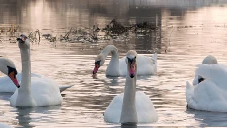 Swan-River-4k-schwimmen