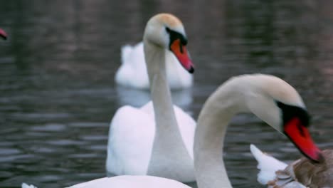 Swan-swiming-on-river-4k