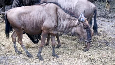 Wildebeest-groups-eating-and-relaxing-in-grass-field