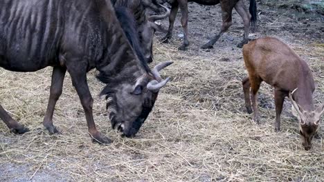 Wildebeest-groups-eating-and-relaxing-in-grass-field