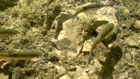 Clear-shallow-water-with-fish-swimming.