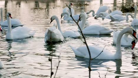 Swan-swiming-on-river-4k