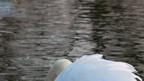 Swan-swiming-on-river-4k