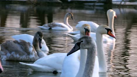 Swan-swiming-on-river-4k