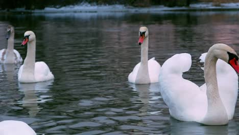 Swan-swiming-on-river-4k