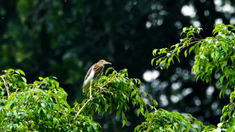 Chinese-Heron-Bird